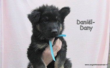 Daniël-Dany, ODH pup van 7 wk